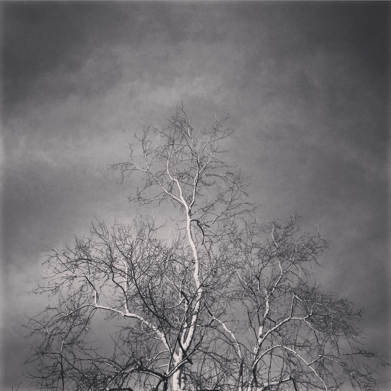 Tree in BW 01 by Tracey Clark
