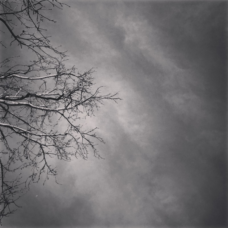 Tree in BW 03 by Tracey Clark