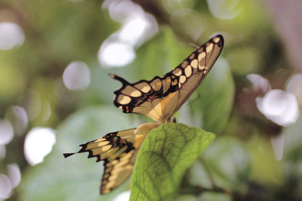 A new swallotail butterfly ready to take flight from a green leaf.